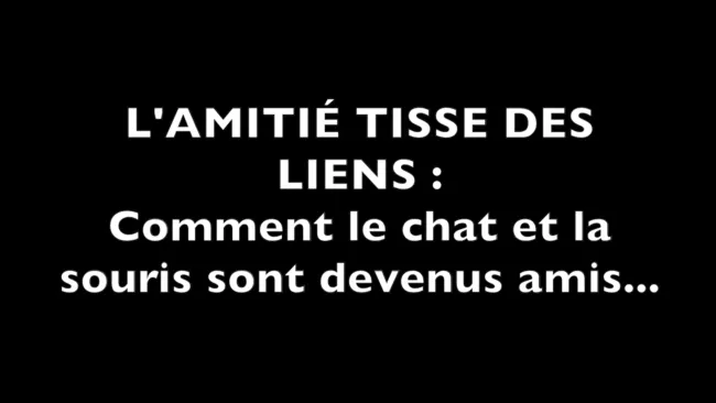 L'amitié tisse des liens :comment le chat et la souris sont devenus amis...