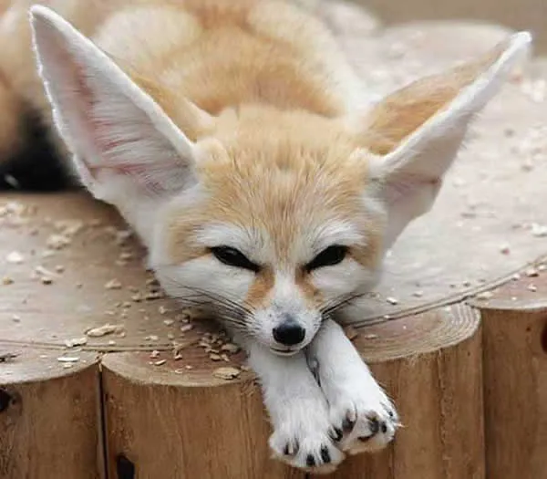 Le fennec et le Sahara