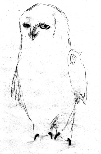 Le harfang des neiges