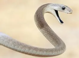 Le mamba noir