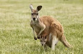 6. Kangourous