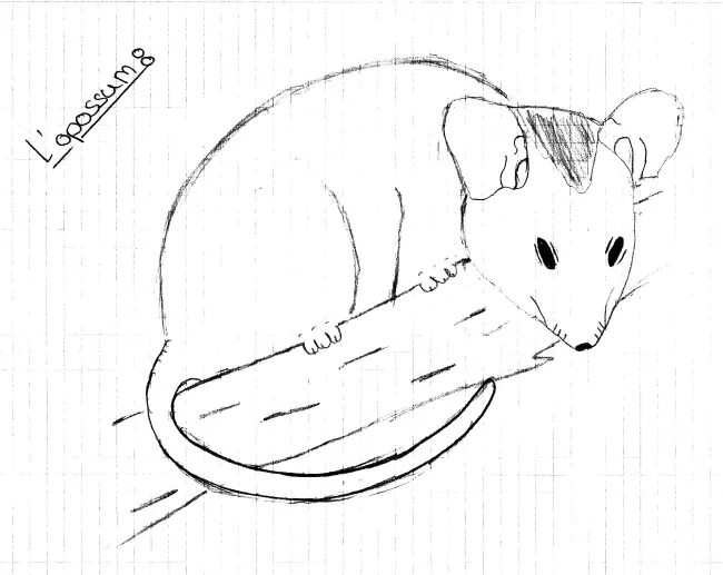L'opossum