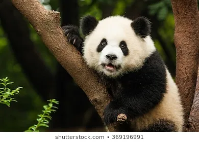 Le panda