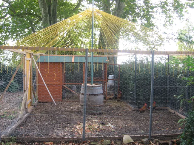 Le Coquetier