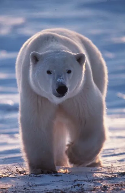 Les ours polaires