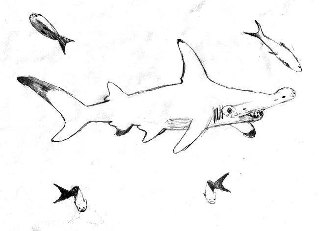 Le grand requin-marteau