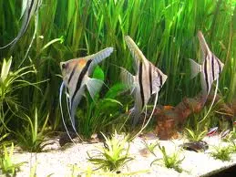 Carrière militaire et aquariophilie