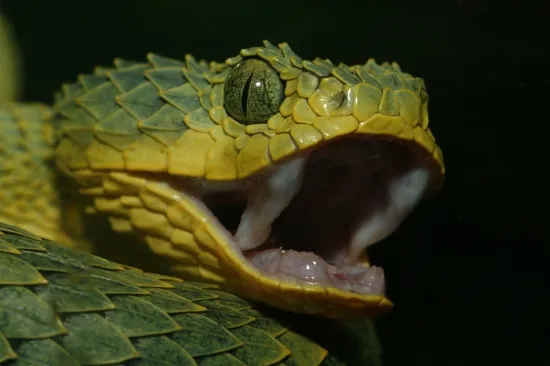Les serpents