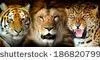 Le lion et le tigre