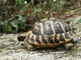 4. Tortues